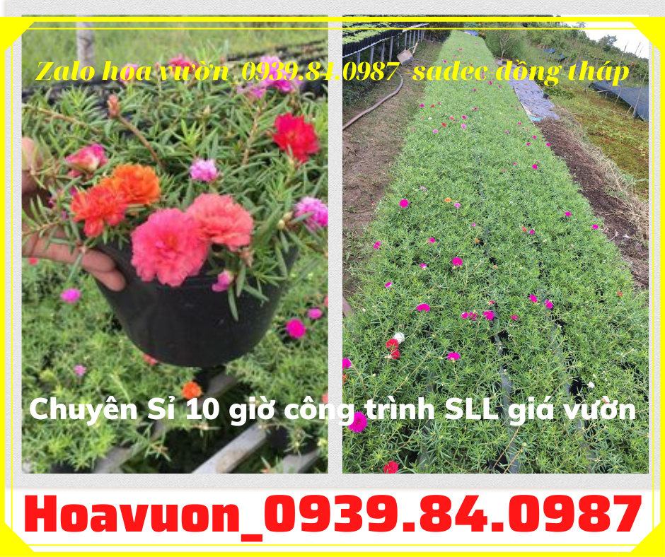 Chậu hoa mười giờ đẹp liên hệ 0939840987