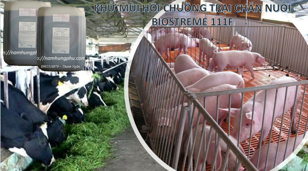 Sản phẩm Biostreme 111F khử mùi hôi chuồng trại chăn nuôi