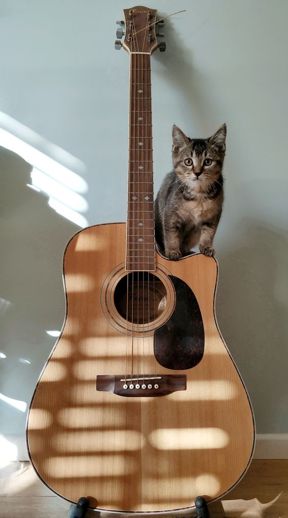 Lịch sử của đàn guitar Taylor ra đời như thế nào ?Hãy xem bài dưới đây