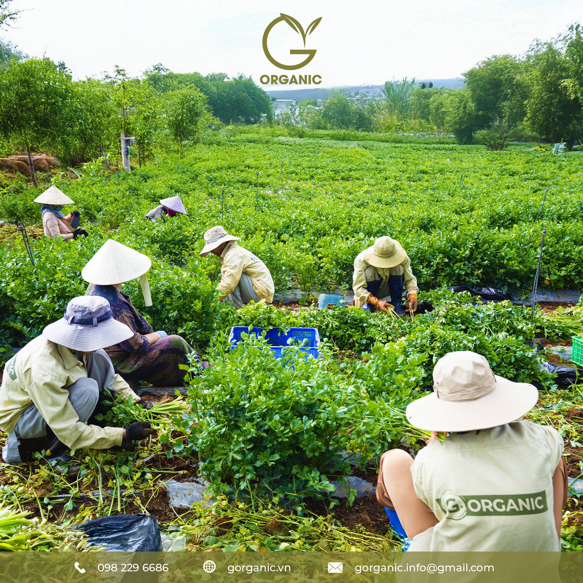 Bột rau củ hữu cơ G.Organic - nạp năng lượng xanh mỗi ngày