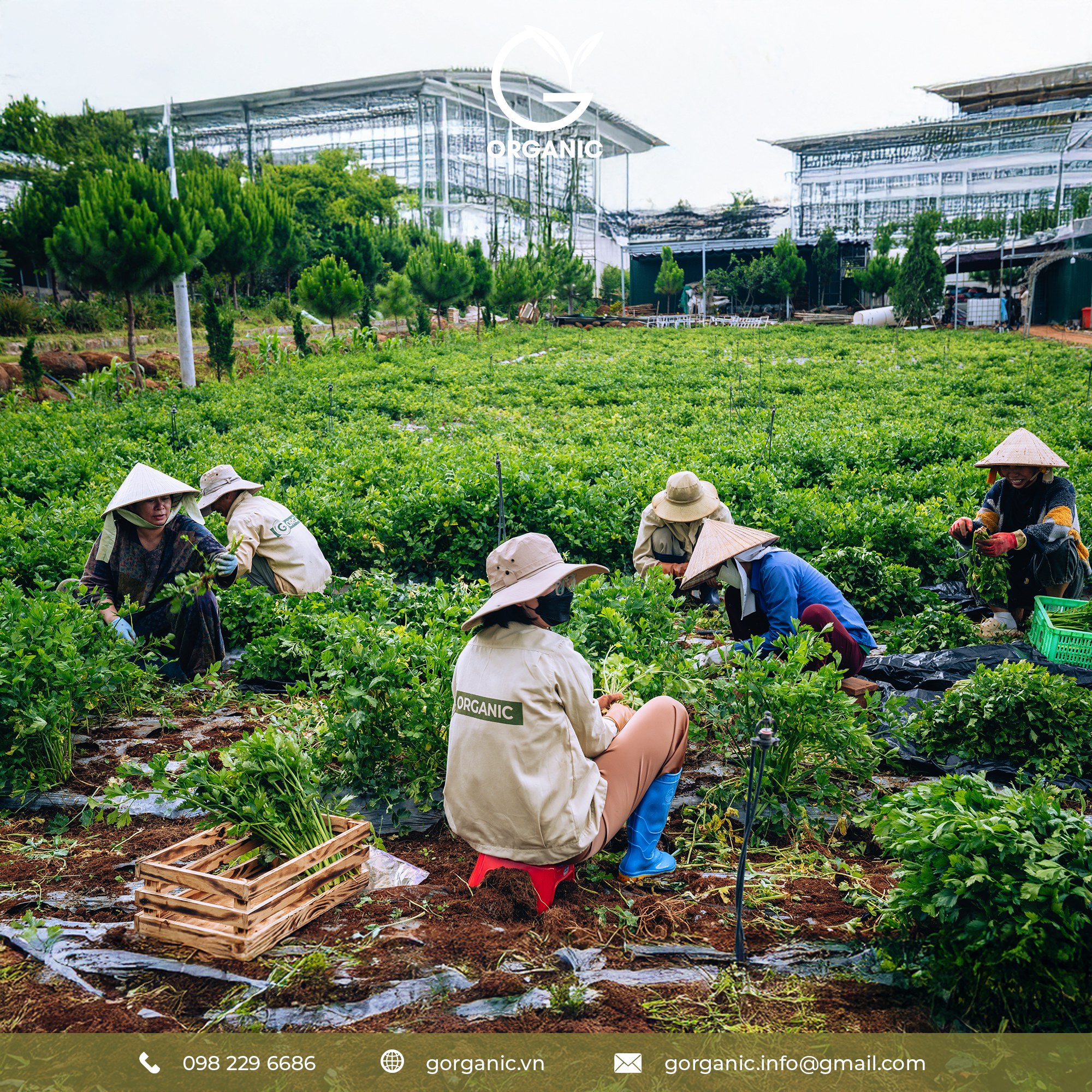Bột rau củ hữu cơ G.Organic - nạp năng lượng xanh mỗi ngày