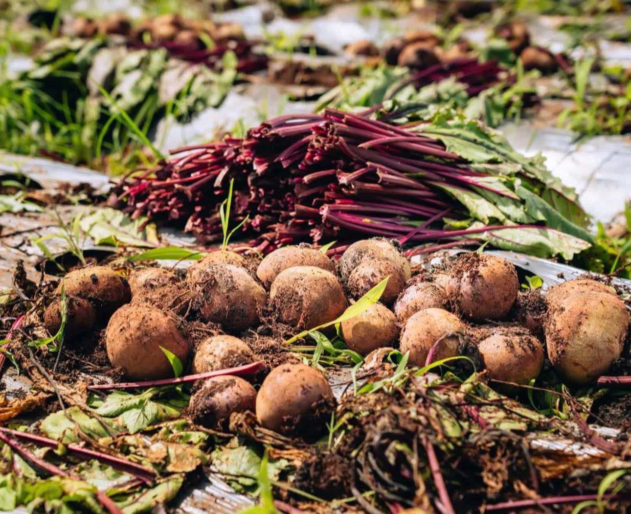 Củ dền - một trong những loại củ có năng lượng xanh