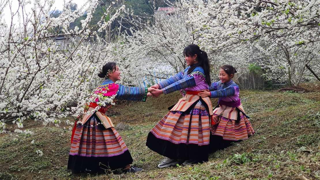 Trip du xuân ngắm mùa hoa mận trên cao nguyên Bắc Hà