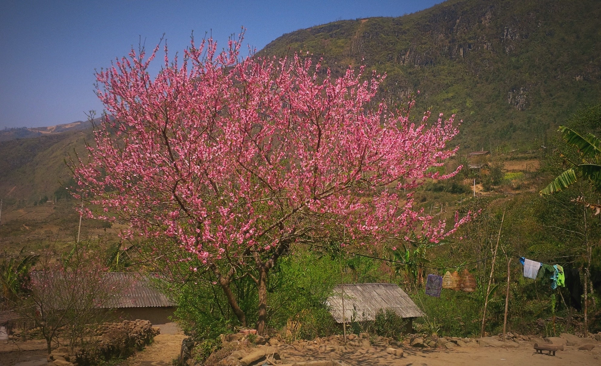 Tour du xuân Y Tý, Lảo Thẩn săn mây, ngắm hoa đào nở