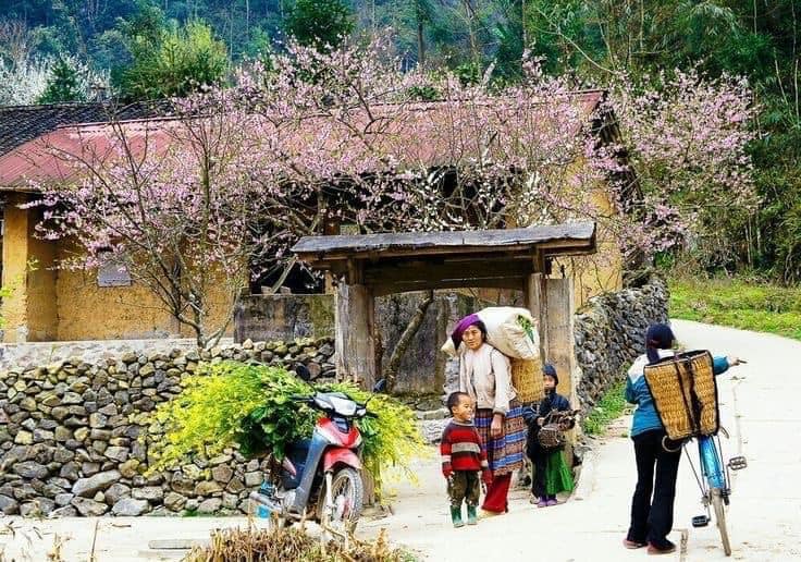 Tour du lịch Hà Giang mùa xuân hoa nở cực đẹp 