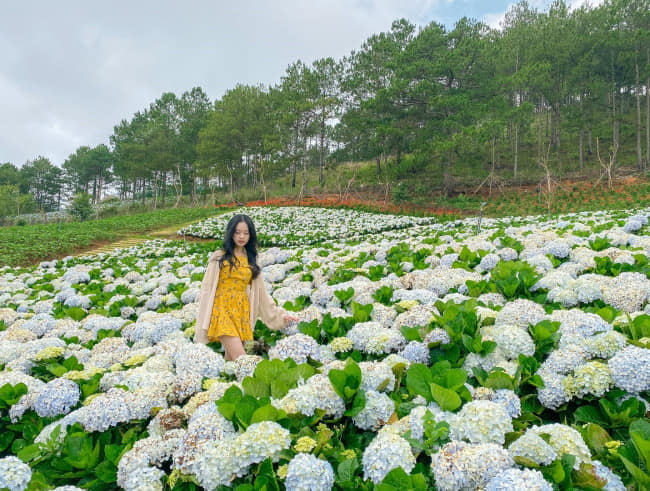 Tour Đà Lạt - Thành phố ngàn hoa 3 ngày 3 đêm 