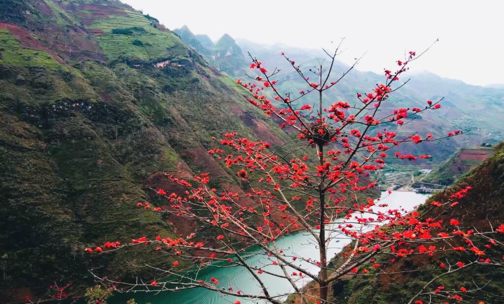 tour du lịch hà giang 2 ngày 1 đêm gogogoo