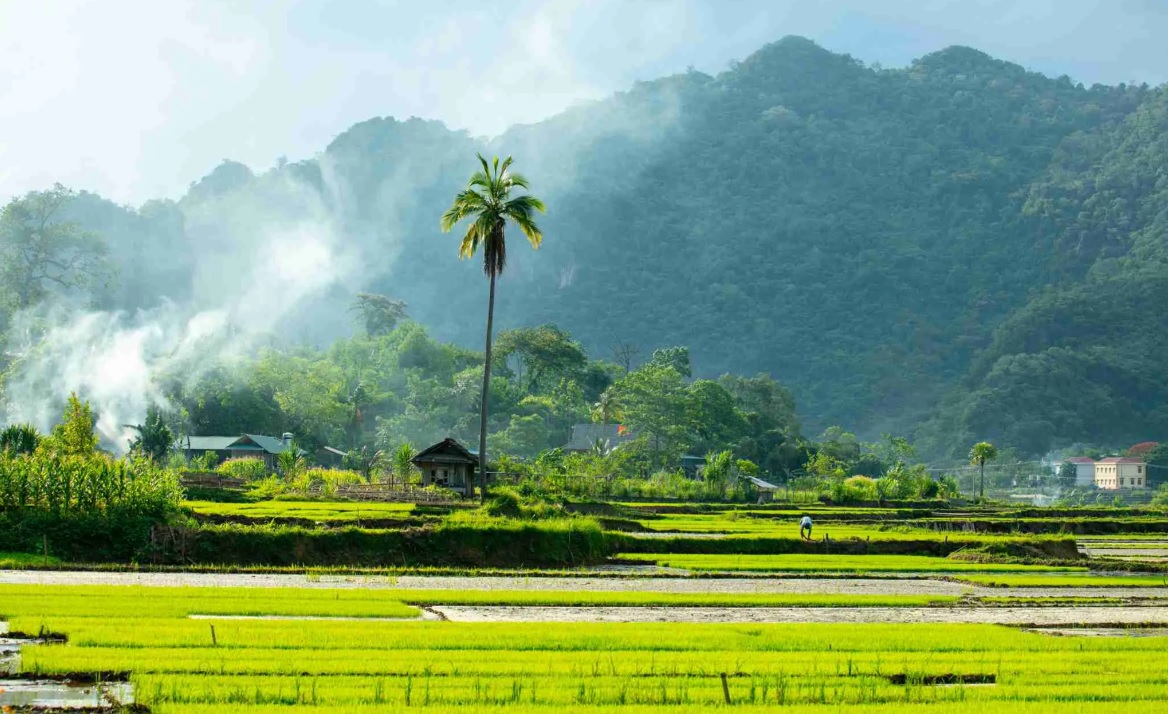 tour du lịch mai dịch 2 ngày 1ddeem gogogo