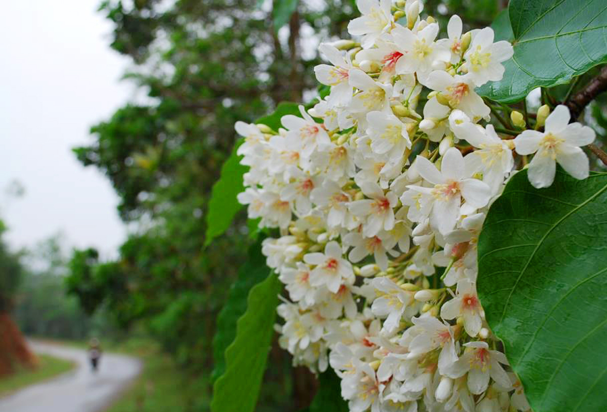 tour du lịch 2 ngày 1 đêm Bình Liêu cùng mình nhé