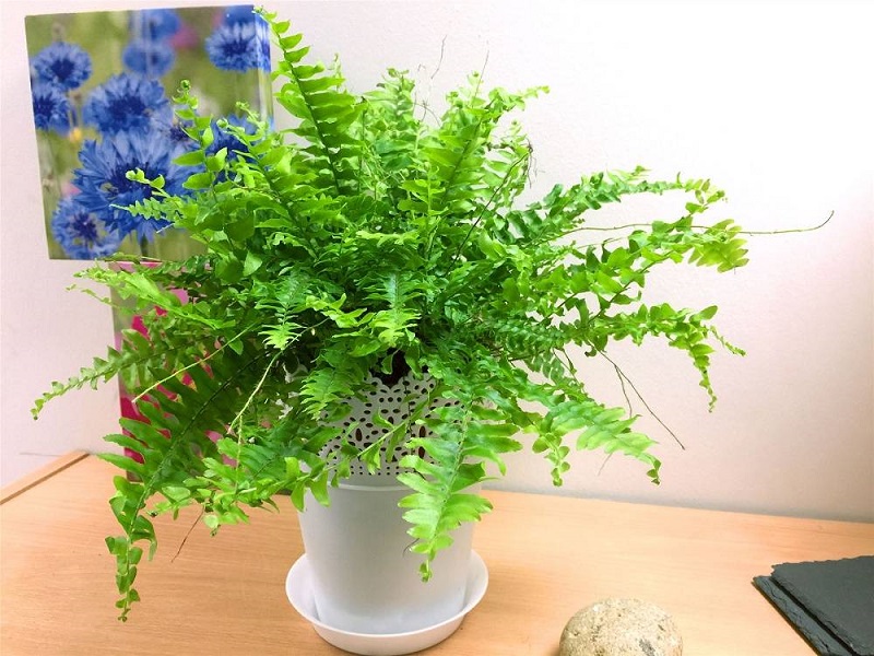  Trồng thêm cây để hút độ ẩm cho nhà