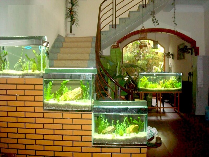 Bể cá cảnh không nên đặt ở gần nhà vệ sinh