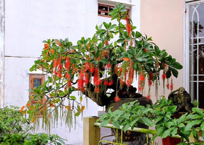 Lựa chọn cây xanh