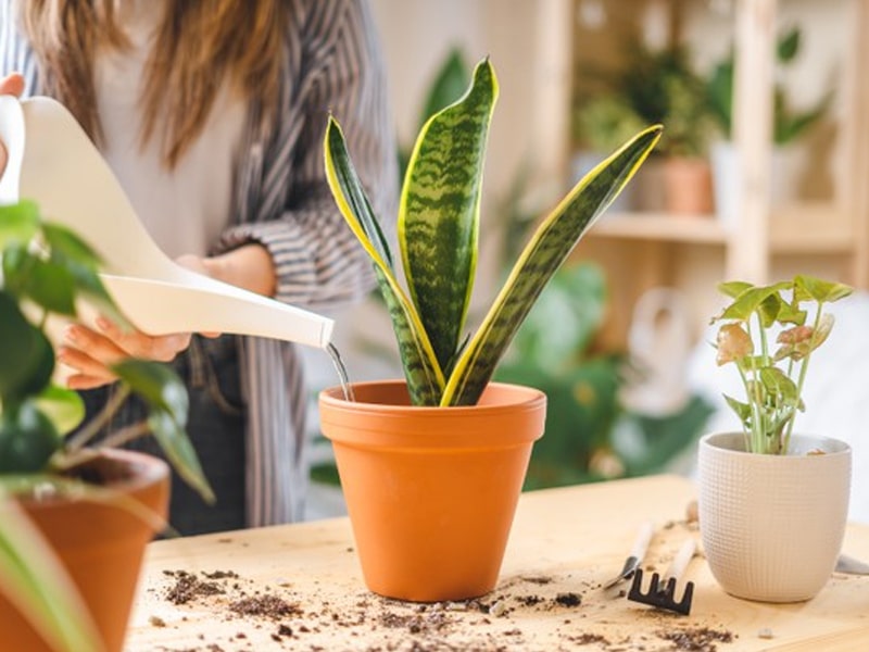 Cách trồng và chăm sóc cây lưỡi hổ đơn giản