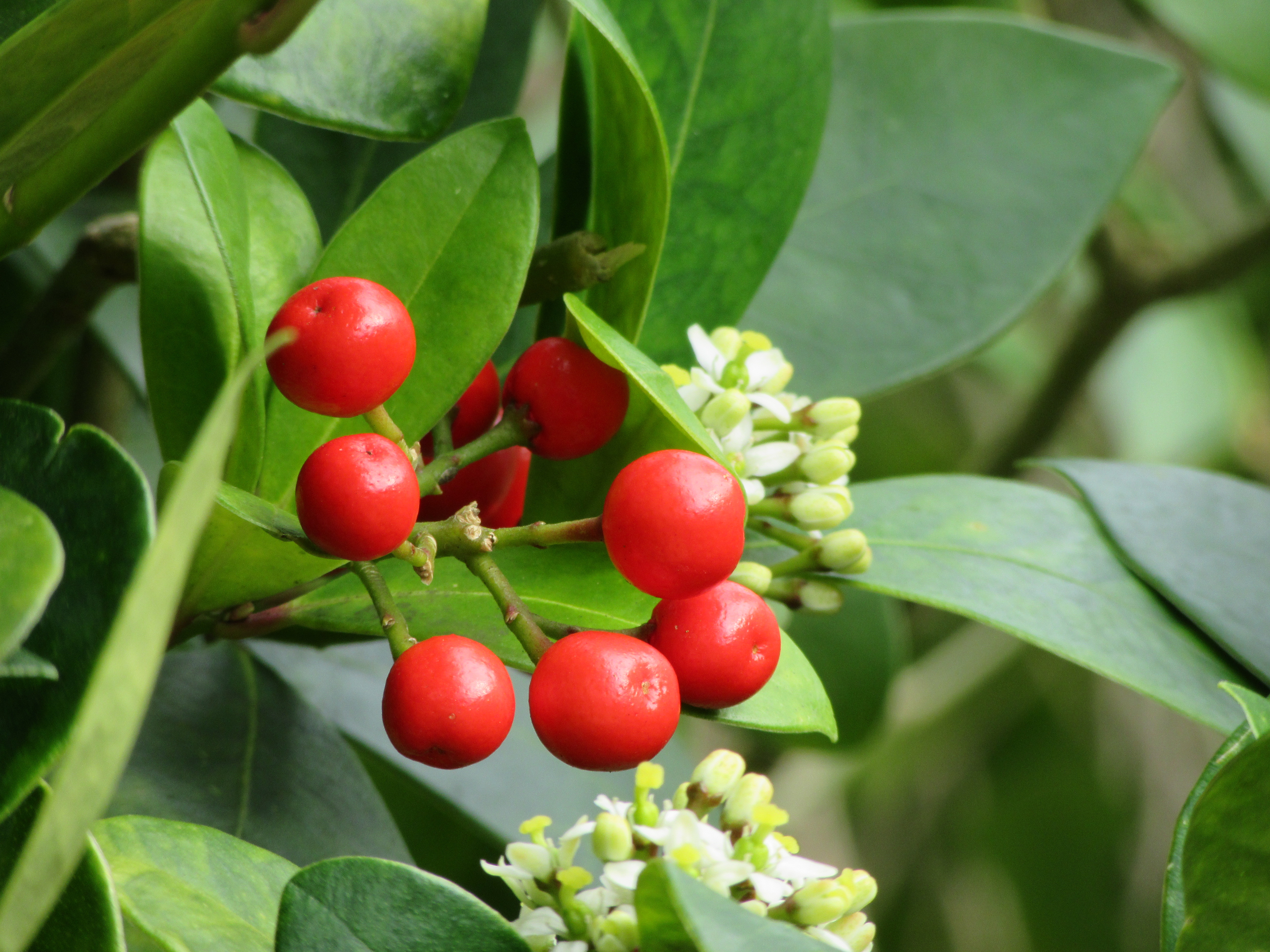 canon-powershot-sx610-hs-5