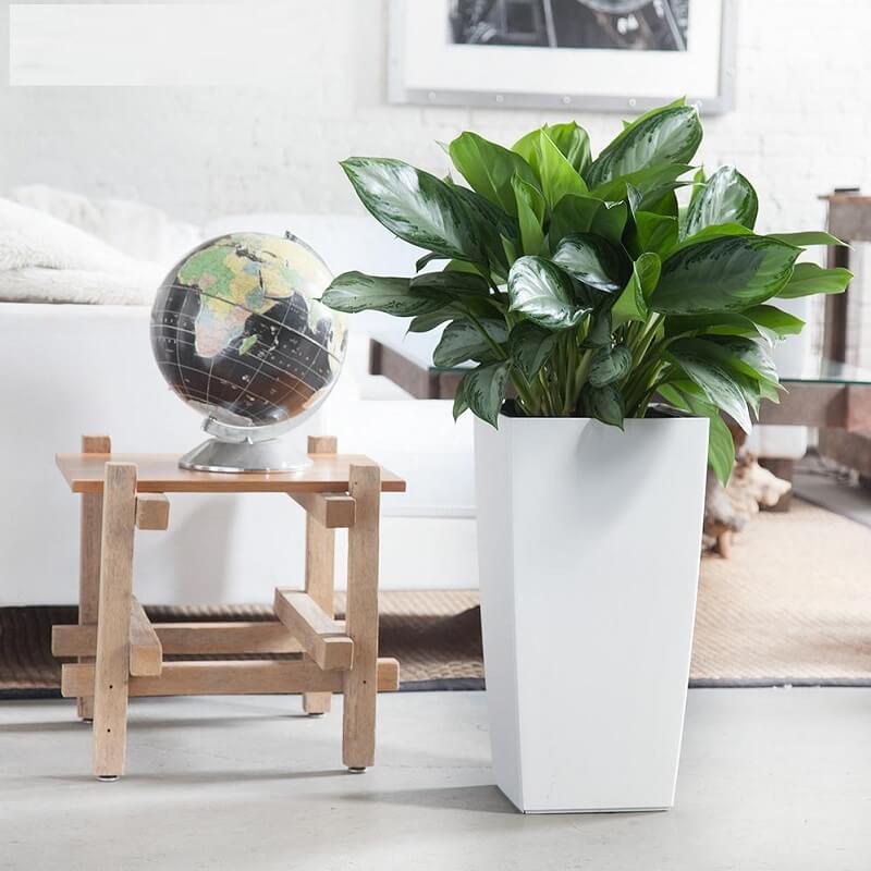 Cây bạch mã hoàng tử