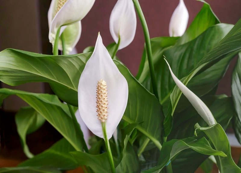 Cây cảnh chịu nắng hướng Tây