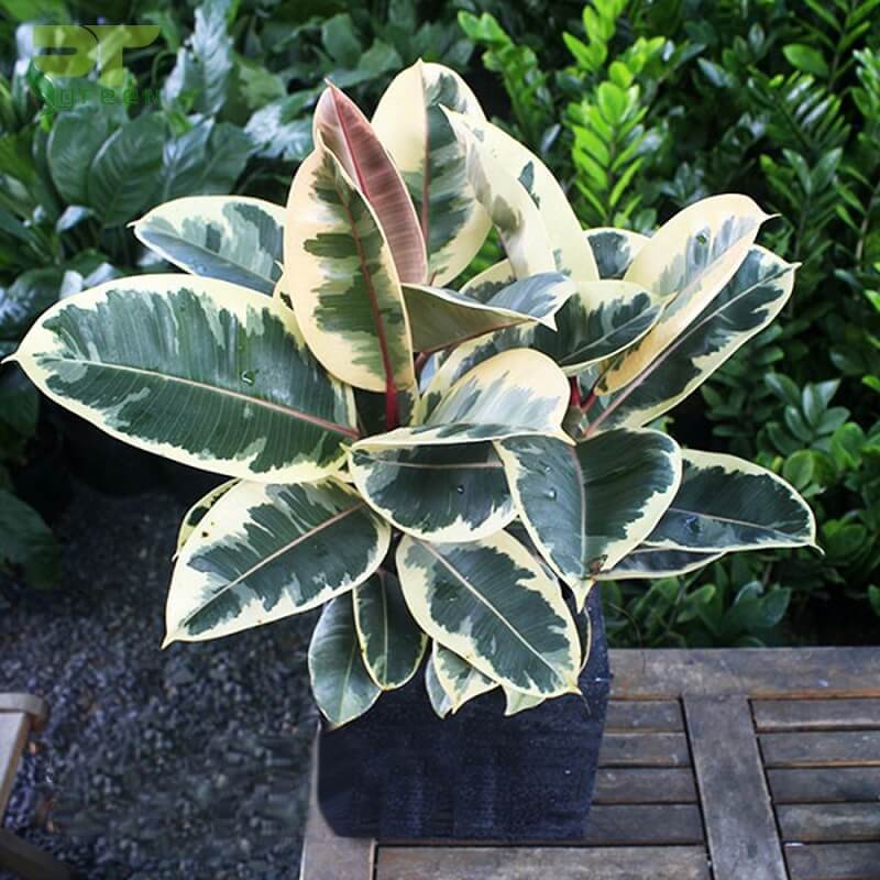 Lựa chọn trồng đa cảnh sẽ phù hợp hơn