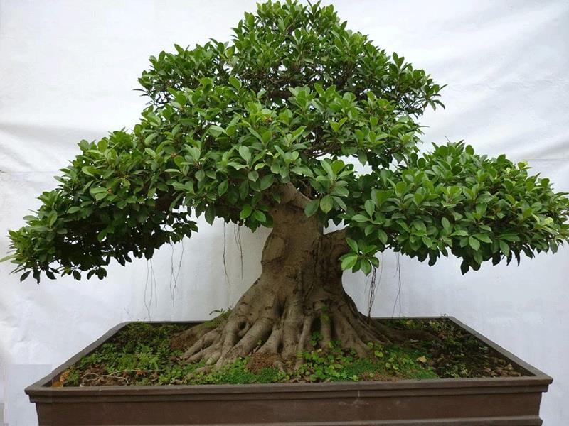 Cây đa không nên trồng trước nhà