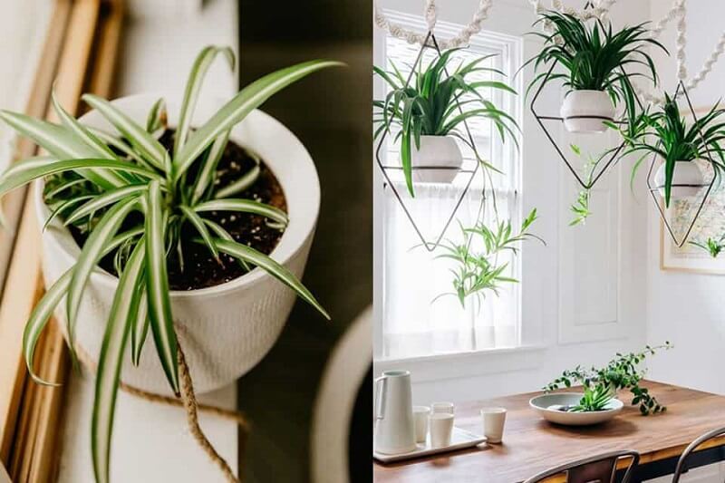 Cây dây nhện có thể trồng trong chậu nhỏ treo trước nhà