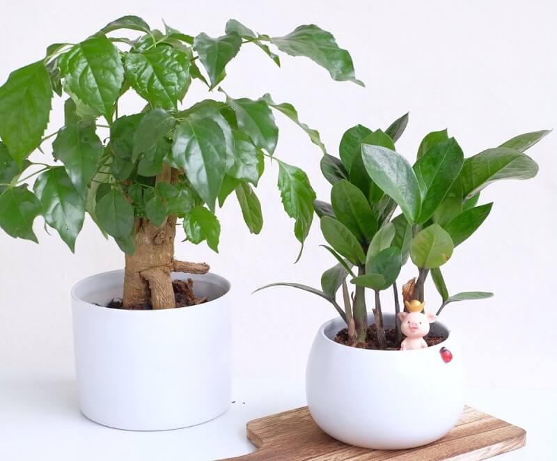 Gia chủ mệnh Kim hợp với những cây có màu trắng