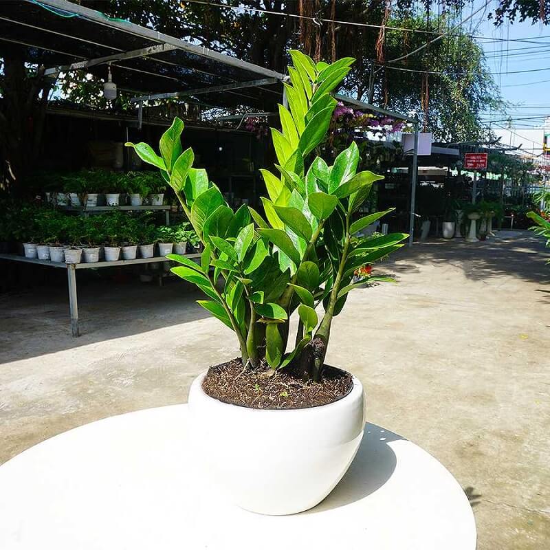 Cây kim tiền thường được coi là biểu trưng cho tài lộc