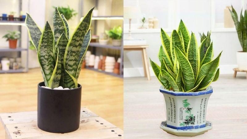 Lưỡi hổ là loài cây có khả năng hút bức xạ máy tính