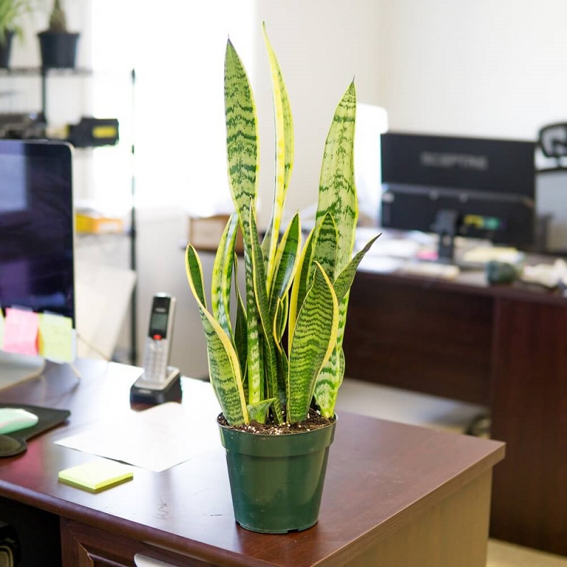 Cây lưỡi hổ trên bàn làm việc
