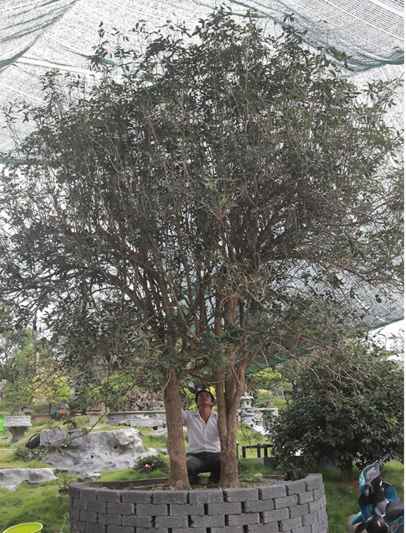 Nên trồng 2 cây mộc ở trước nhà