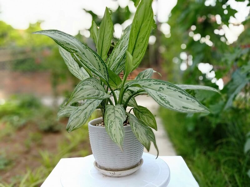 Cây ngân hậu rất hợp với người mệnh Mộc