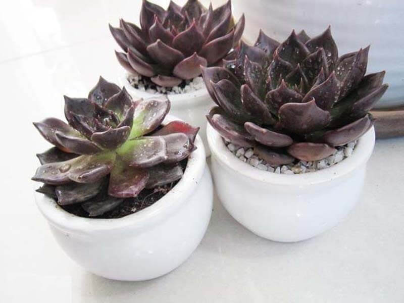 Cây sen đá nâu sinh trưởng tốt trong nhiều môi trường