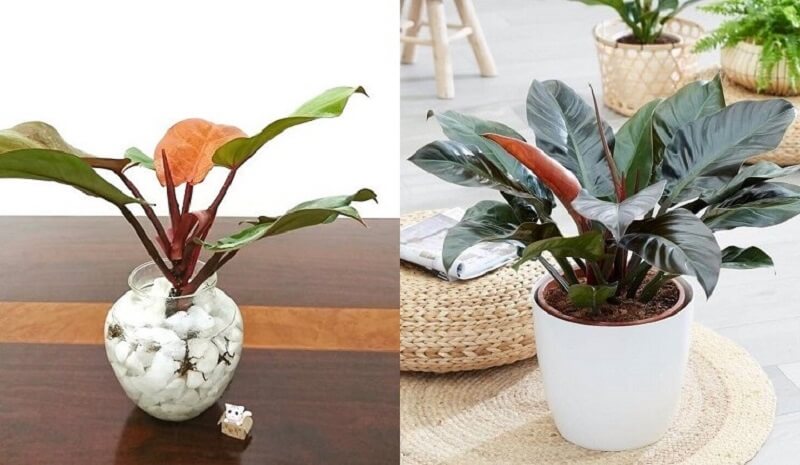 Cây trầu bà đế vương