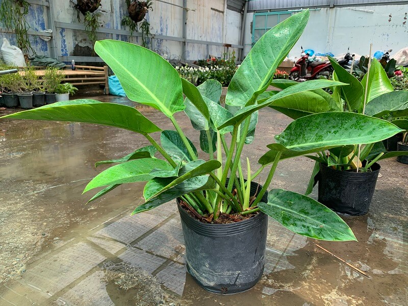 Cây trầu bà đế vương xanh