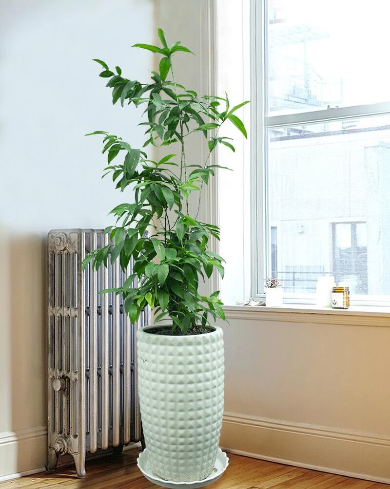 Cây trúc Nhật cũng mang ý nghĩa biểu trưng cho sức sống mãnh liệt