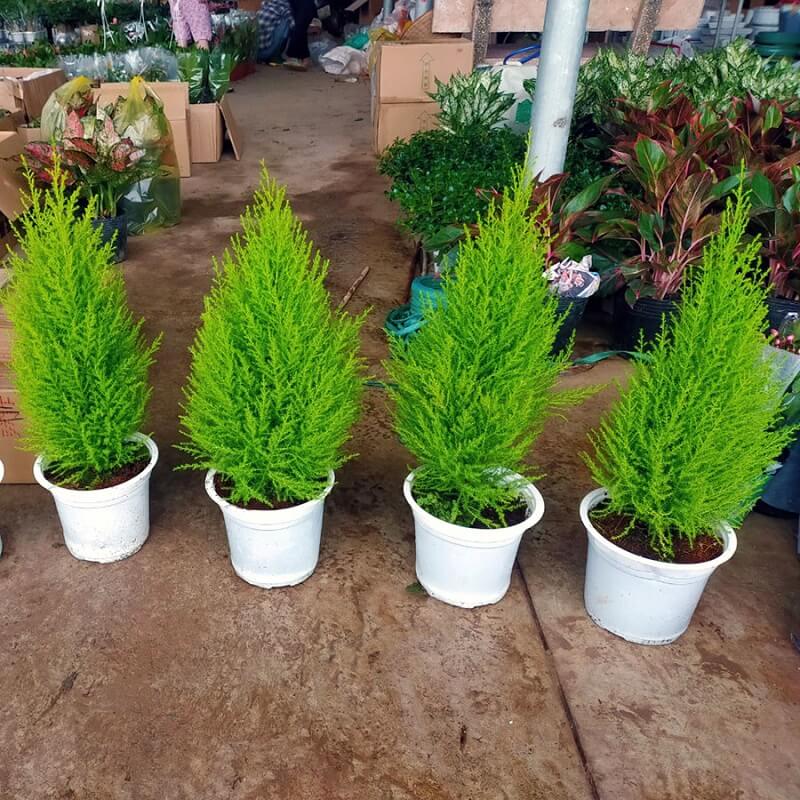 Cây tùng thơm sinh trưởng tốt trong môi trường thiếu ánh sáng