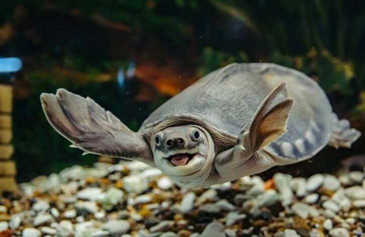 Cách nuôi rùa nước