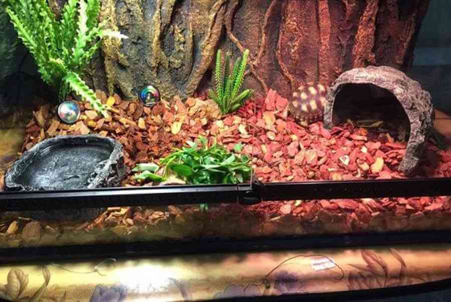 Cách nuôi rùa như thế nào