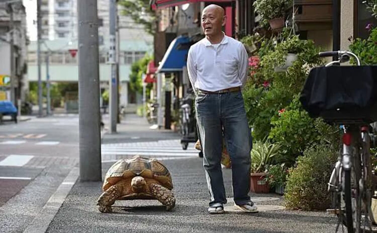 Tuổi nào hợp nuôi rùa