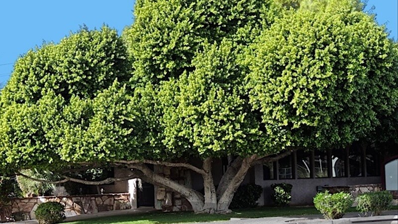 Có nên trồng cây đa ở trước nhà hay không