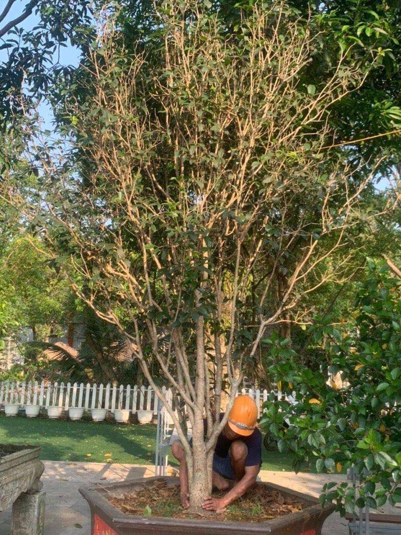 Giải đáp có nên trồng cây mộc hương trước nhà không