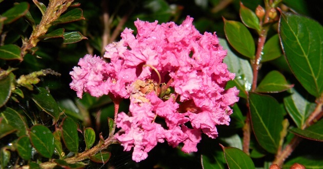 Ý nghĩa của hoa tường vi