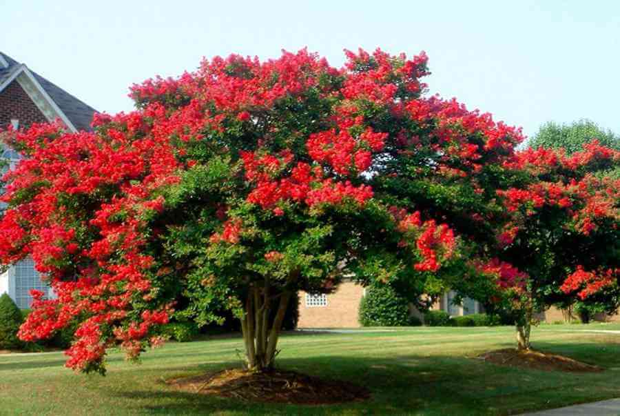 Lợi ích khi trồng cây tường vi