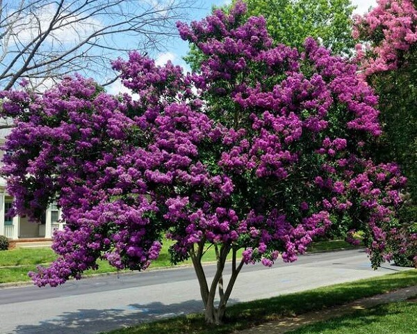 Lưu ý gì khi trồng cây tường vi