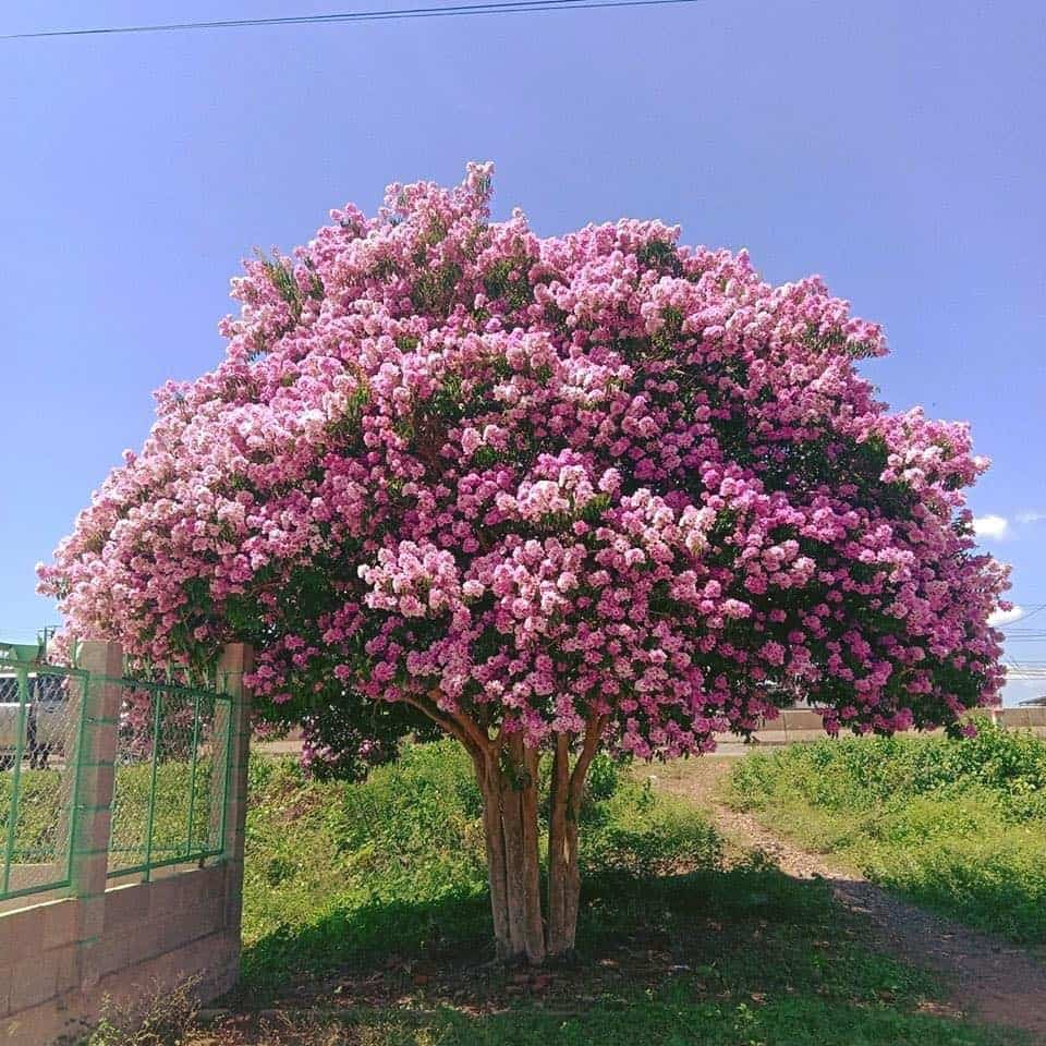 Cây tường vi hợp mệnh nào