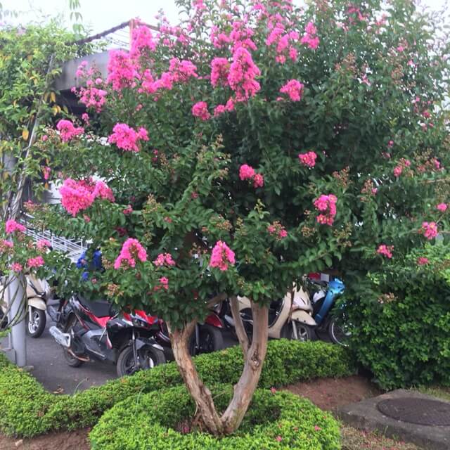 Giới thiệu về cây tường vi