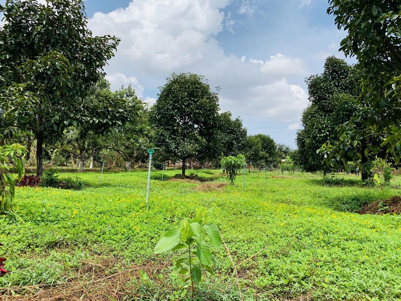 Xây nhà trên đất hoa màu