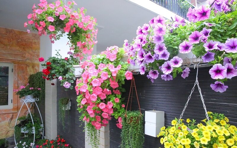 Hoa dạ yến thảo mang thông điệp yêu thương
