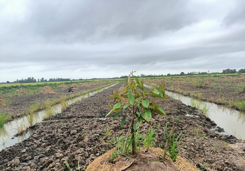 Khi được giao đất 313, cá nhân, hộ gia đình cần đảm bảo thực hiện quyền và nghĩa vụ gì