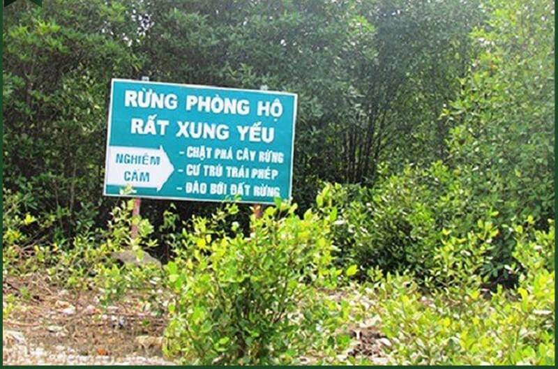 Đất rừng phòng hộ là gì