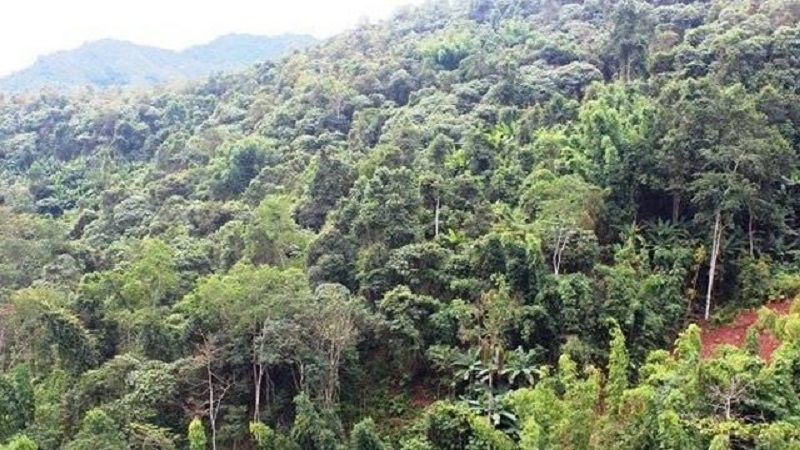 Đất rừng sản xuất