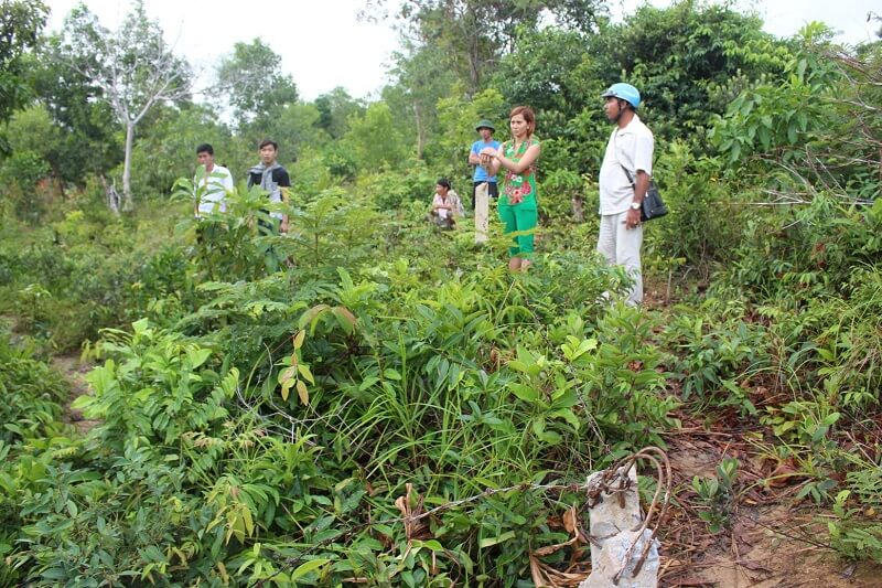 Đất rừng sản xuất là gì